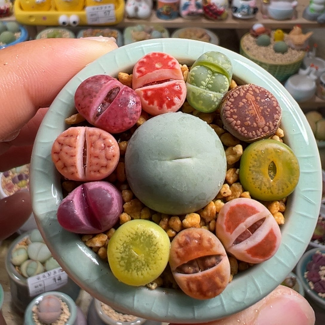 多肉植物22号彩色