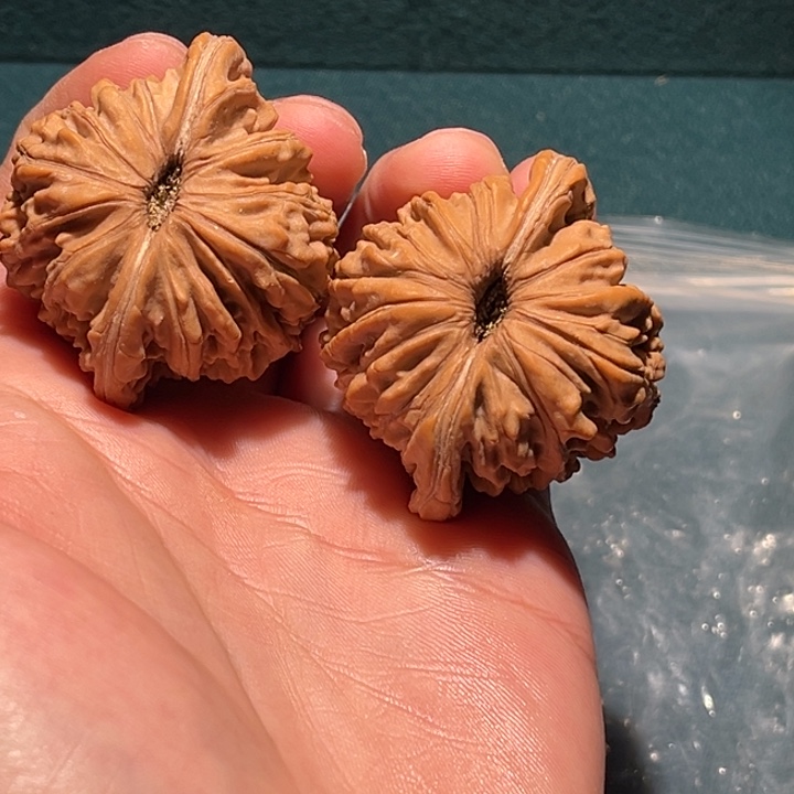 文玩核桃把件流****年44楼子毕业对