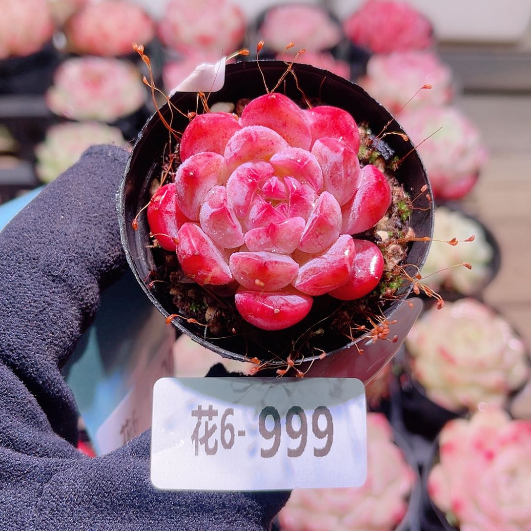 花利美6-999新品