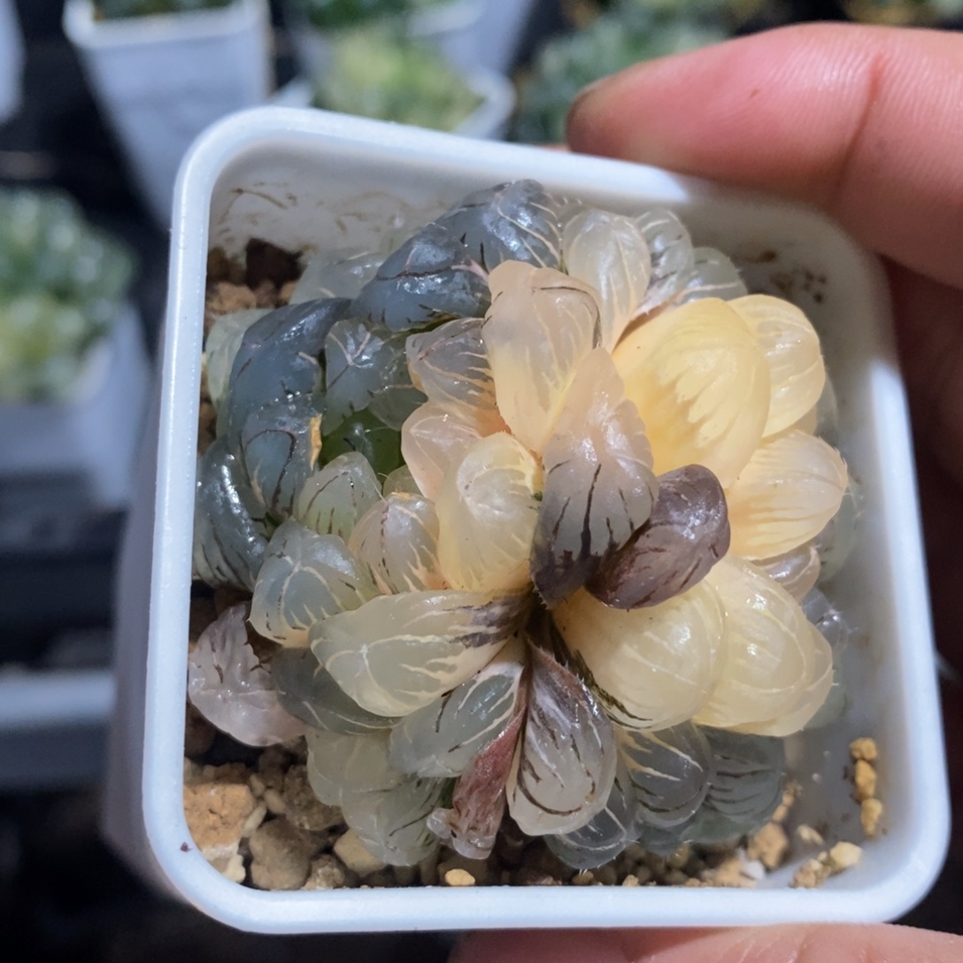 一颗湖水玉露锦 开播福利