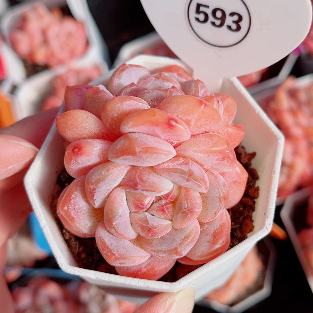 593号小老桩糖心双头