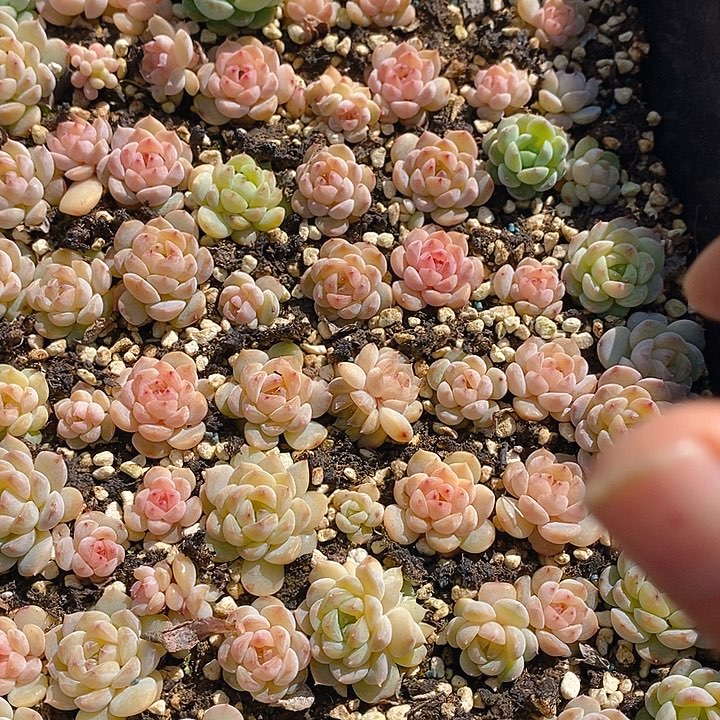 119 多肉植物盆栽花卉盆栽