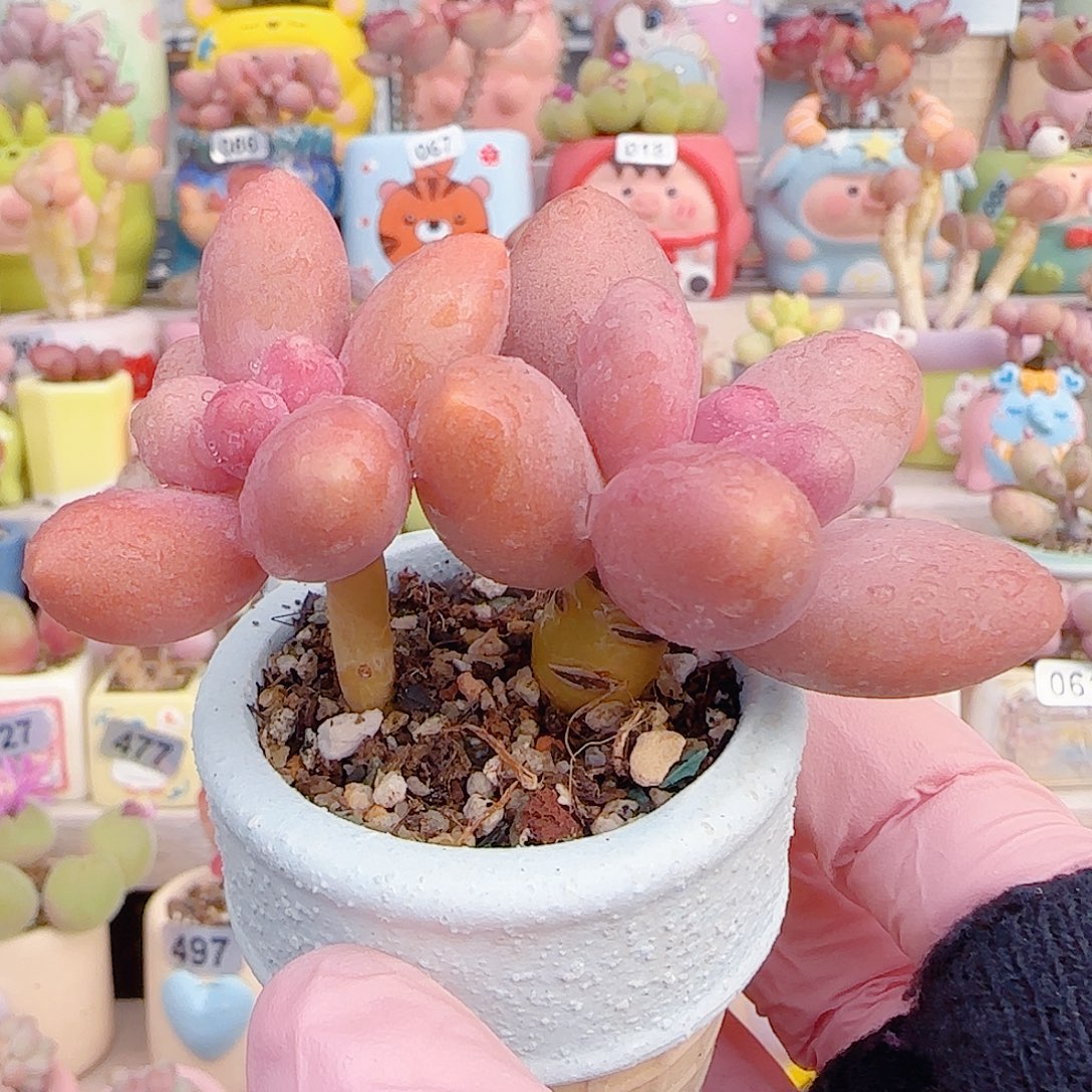 L 双头芒果奶 盆口4cm