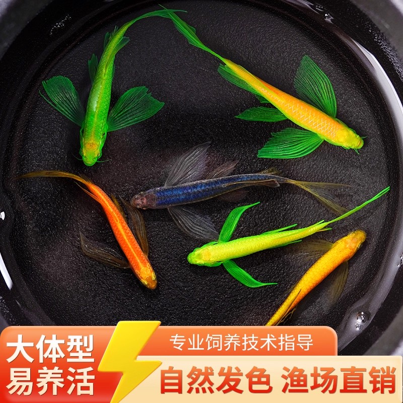 蝶翼斑马鱼高帆长鳍长尾稀有观赏小型热带鱼活体灯科鱼群游鱼