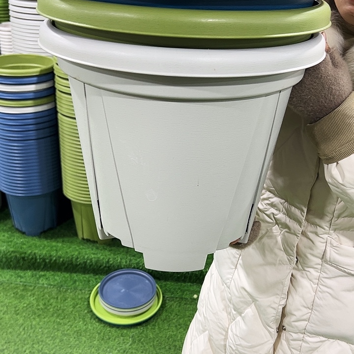 正品青山口40高35果绿色无托5只