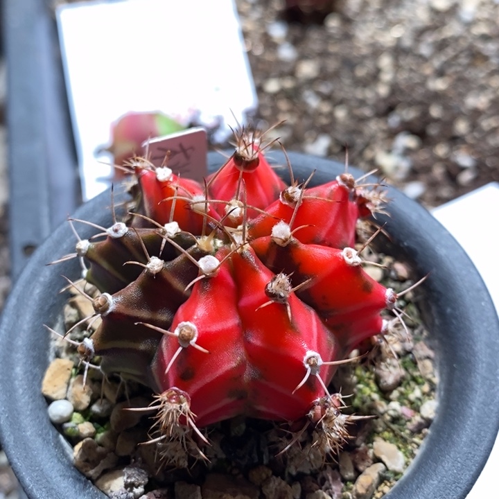 13278一个一个一个