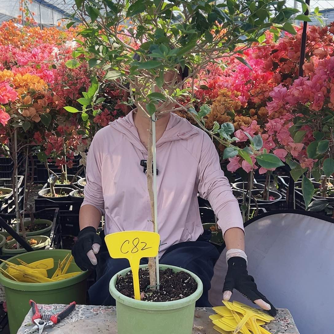 ****张大部分花苞少量开放C82婆罗洲樱花