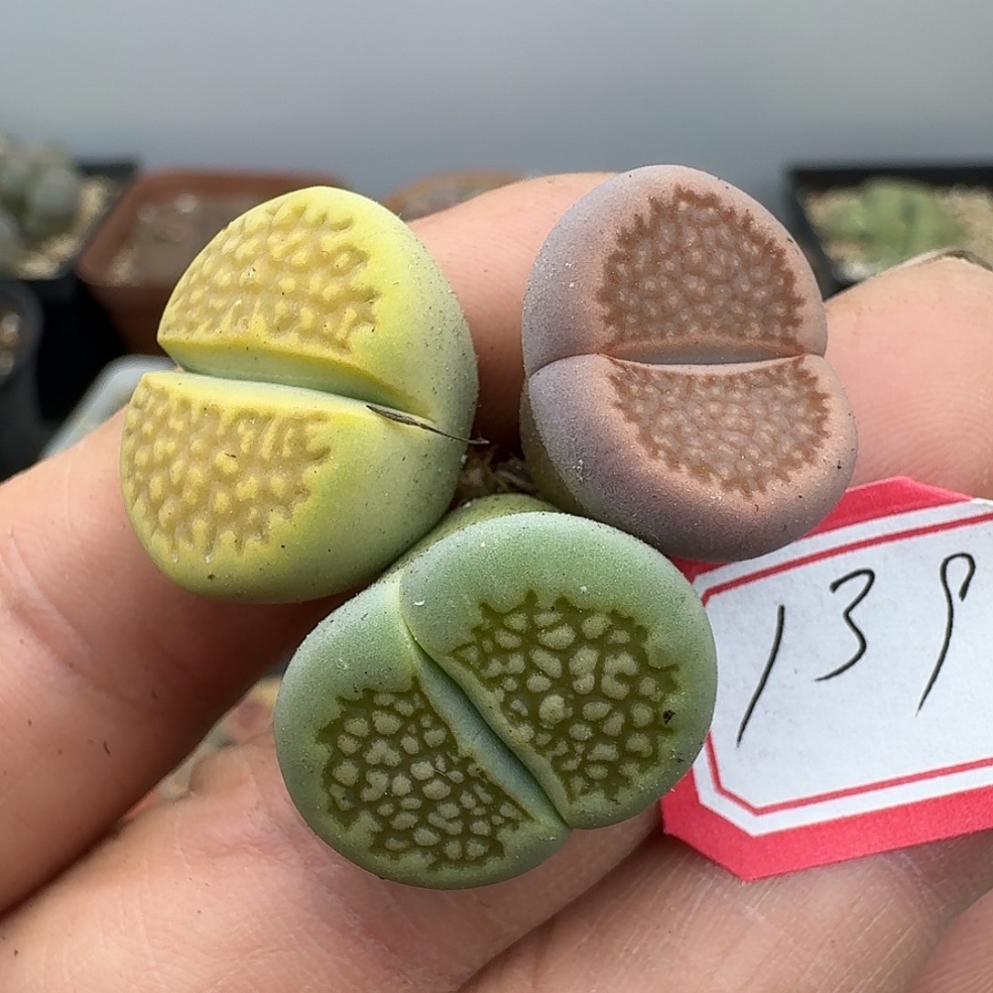 139多肉哈哈哈哈哈哈