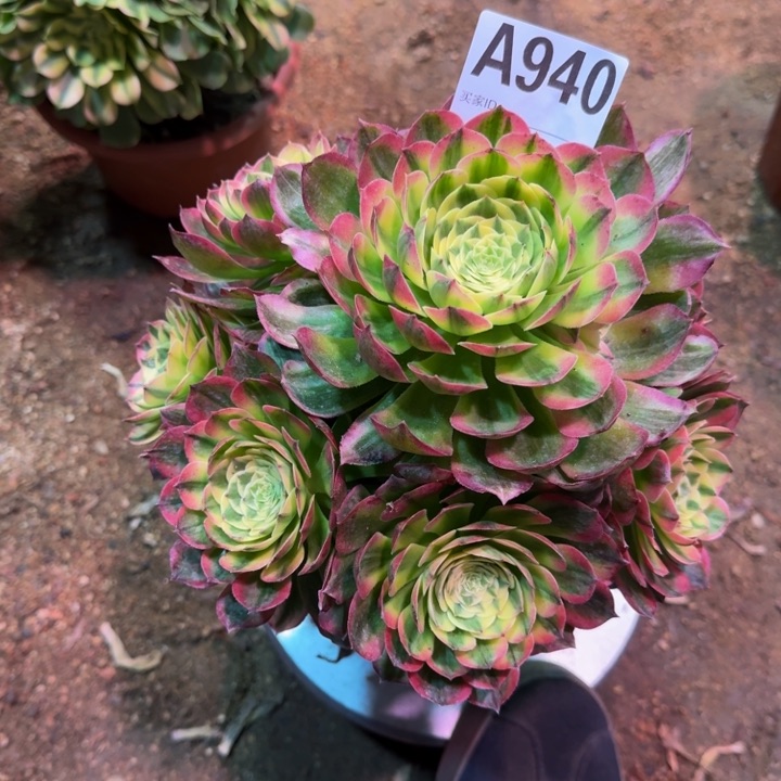 红陶海仙940多肉