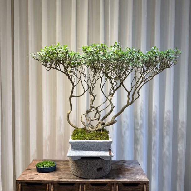 《澜园精品盆景》 海岛栀子花