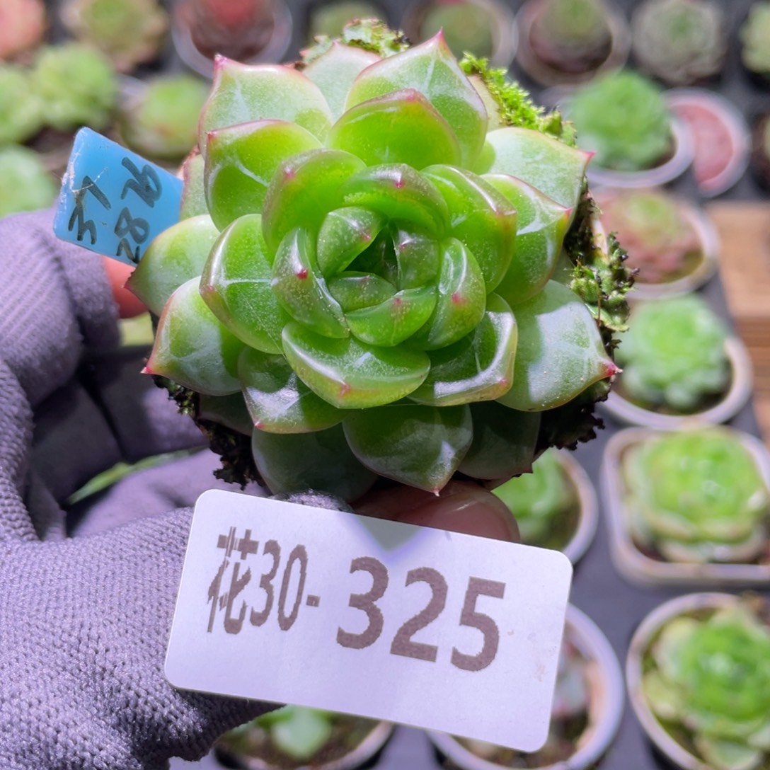 布***。花利美30-325珍妮