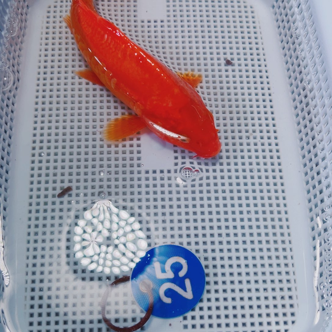 海水鱼锦鲤冷水25