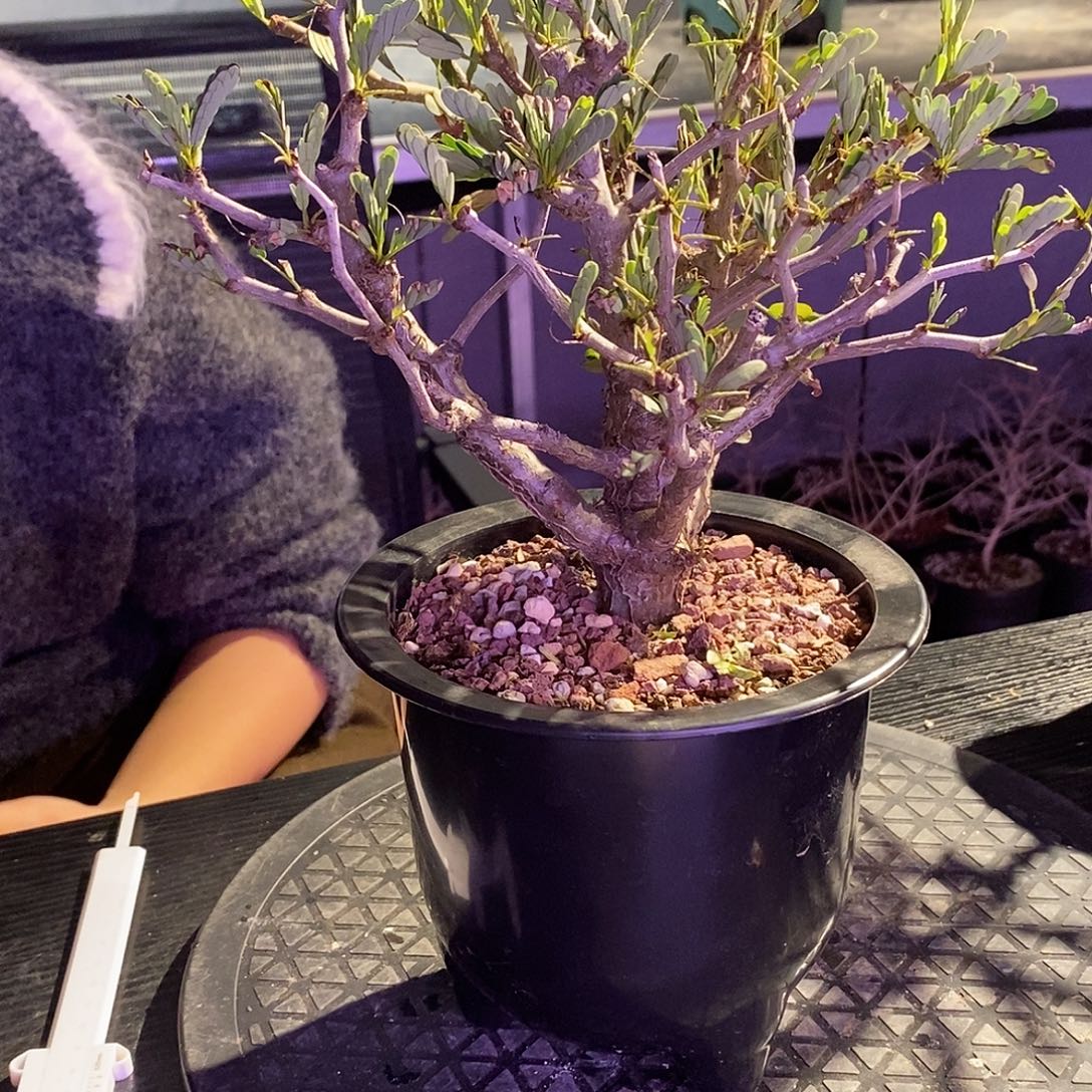 念珠苏木实生一个