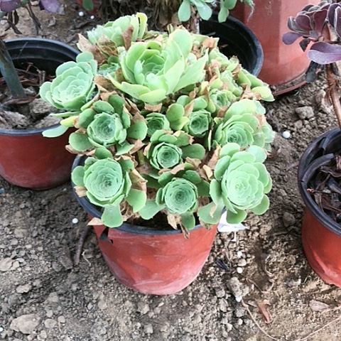 绿玫瑰玫瑰玫瑰玫瑰