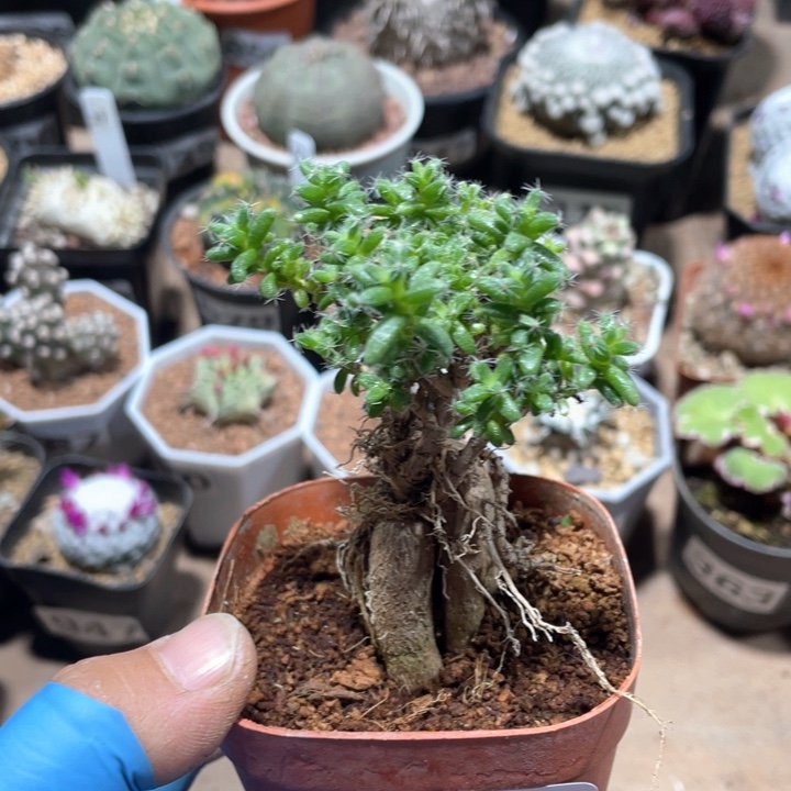 397姬红小松块根