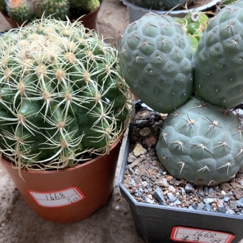 米奇卷虎仙人球99米