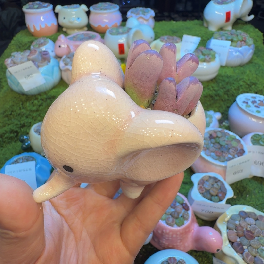 多肉植物福利冲712
