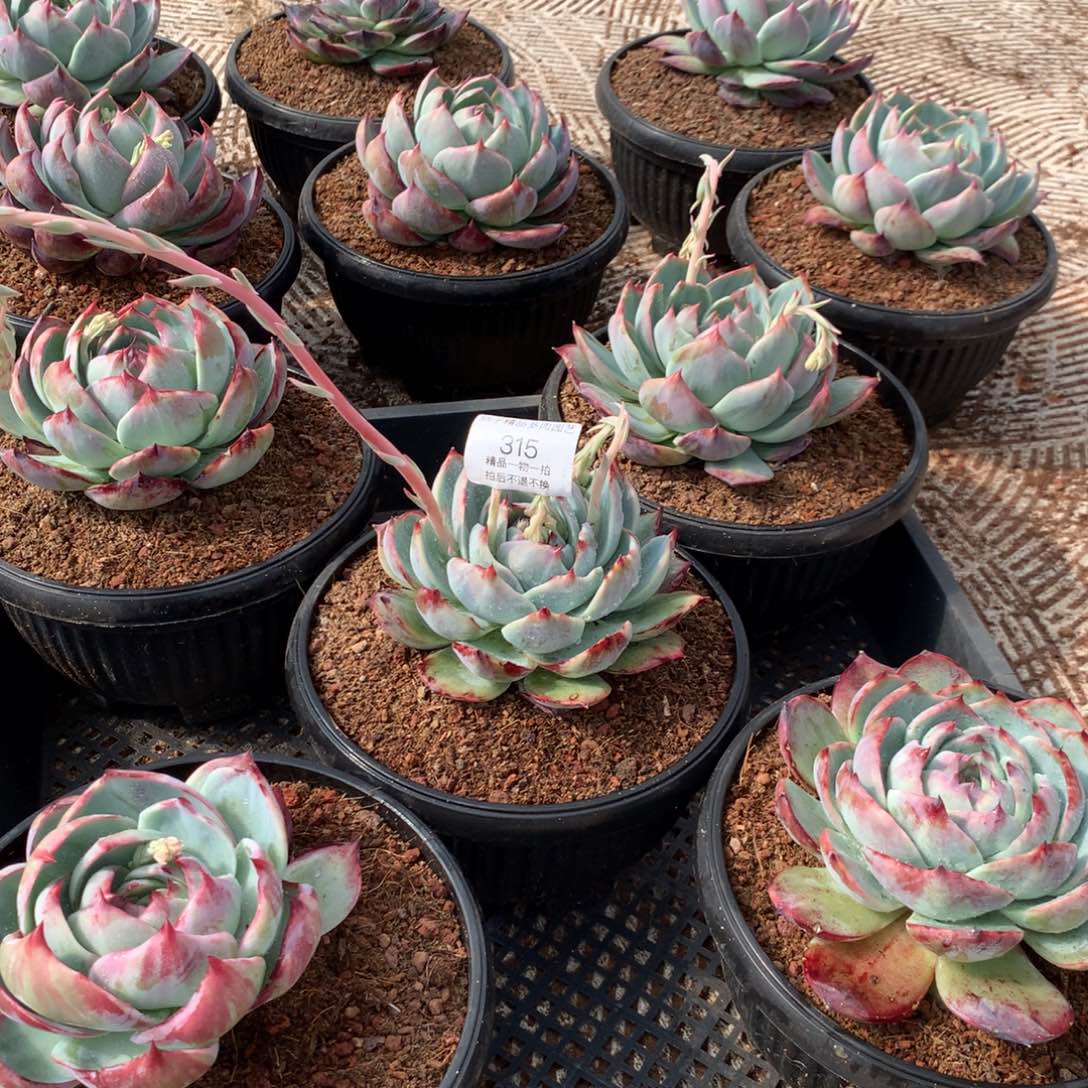 315惊鸿。一组5颗。尺寸12。多肉植物