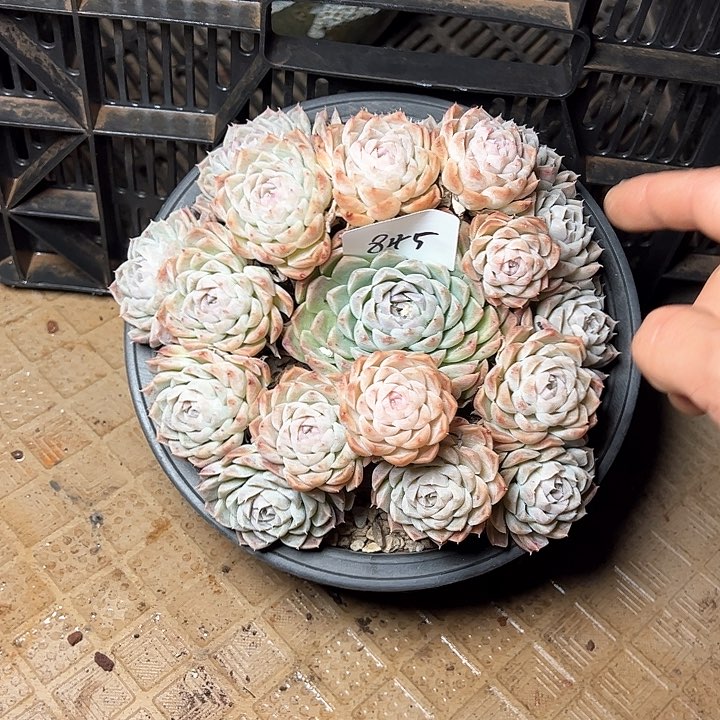 845/////////////////