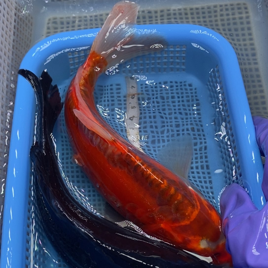 锦鲤冷水锦鲤包邮