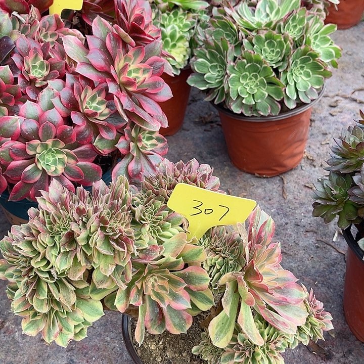 307一颗洛神坠化法师