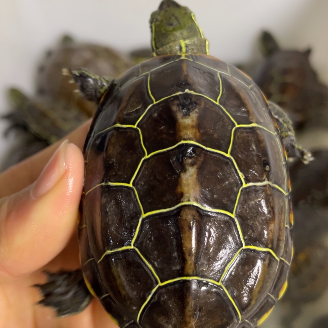 苏北金线冷水草龟