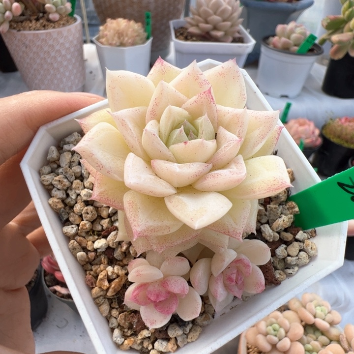 154 麦秆 冠幅7厘米