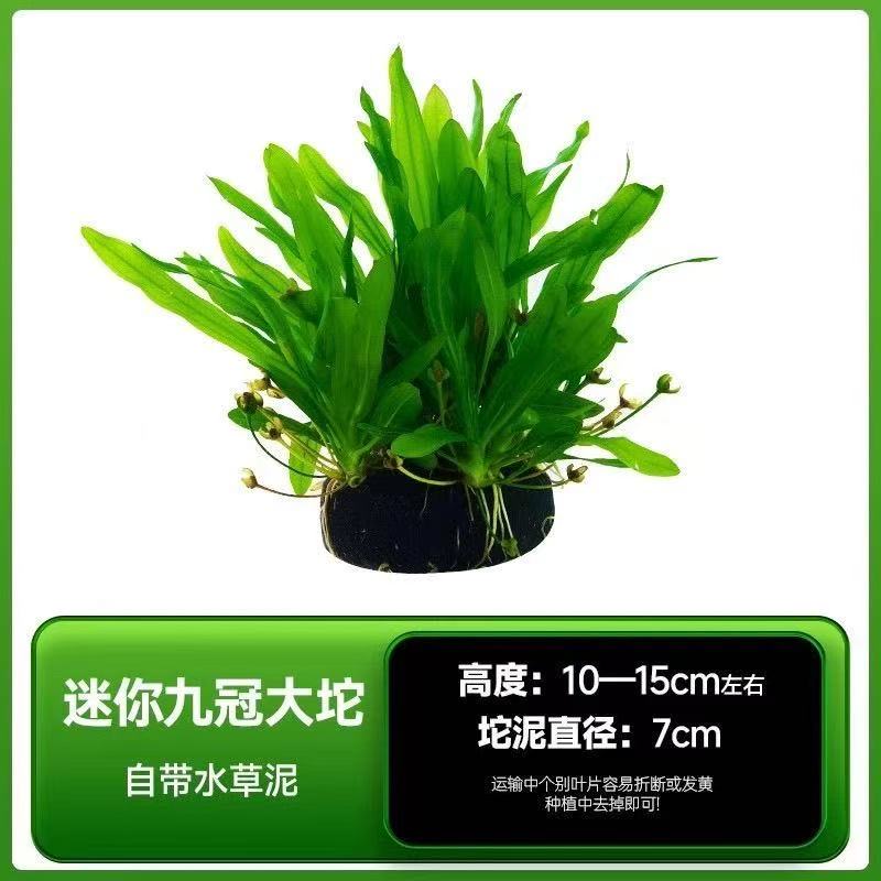【迷你九冠】一坨五颗 简单好养的阴性水草