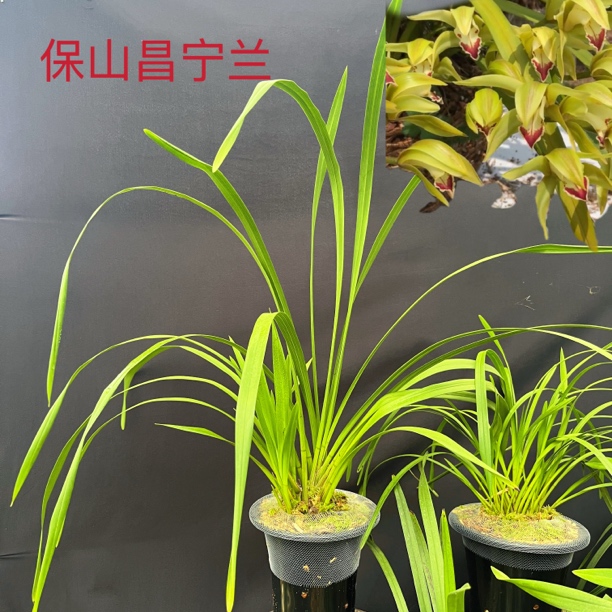  A6（保山昌宁兰）四苗 彩瓣红舌 蜜香味 云南兰花 农家自养