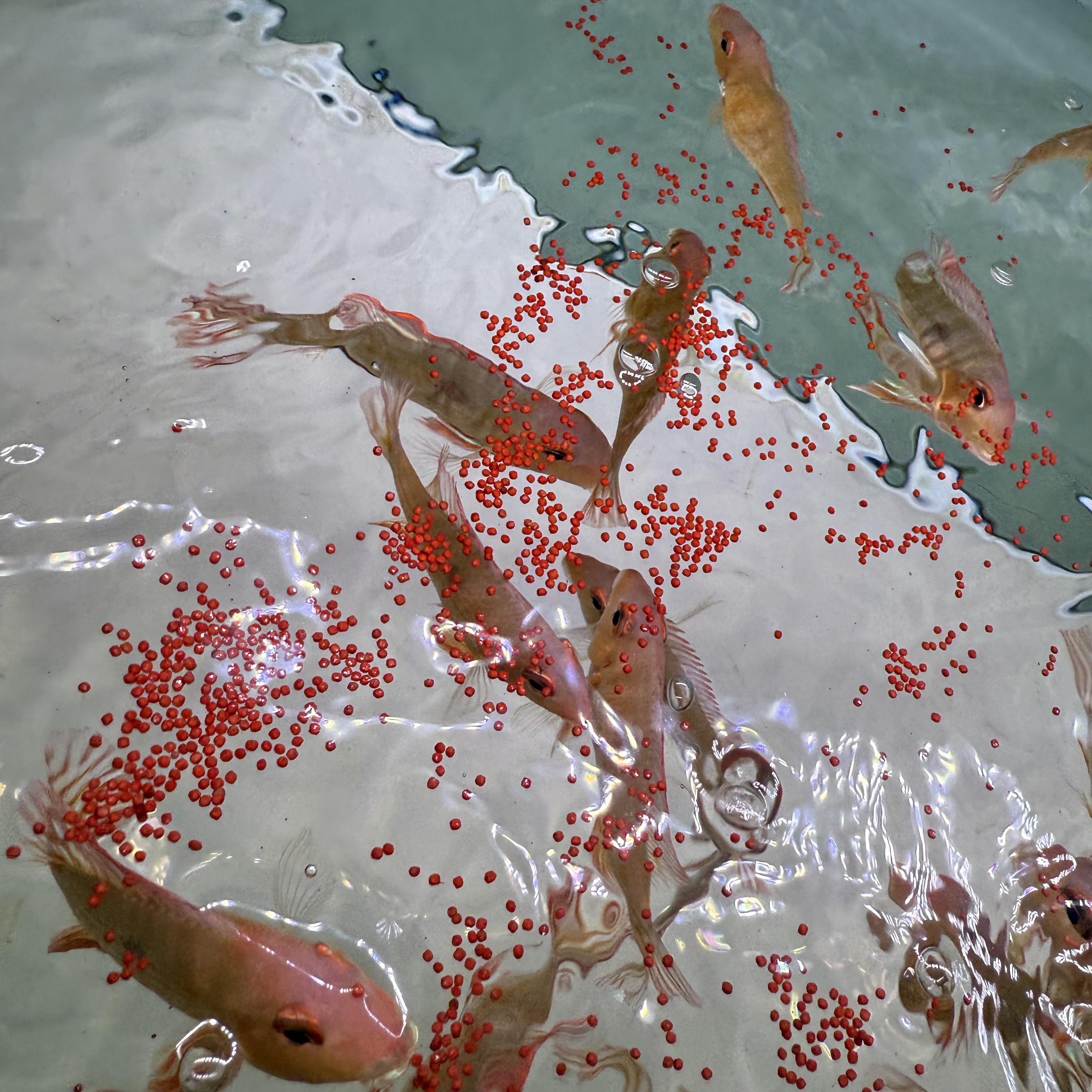 小卫共伴观赏鱼高蛋白小南美