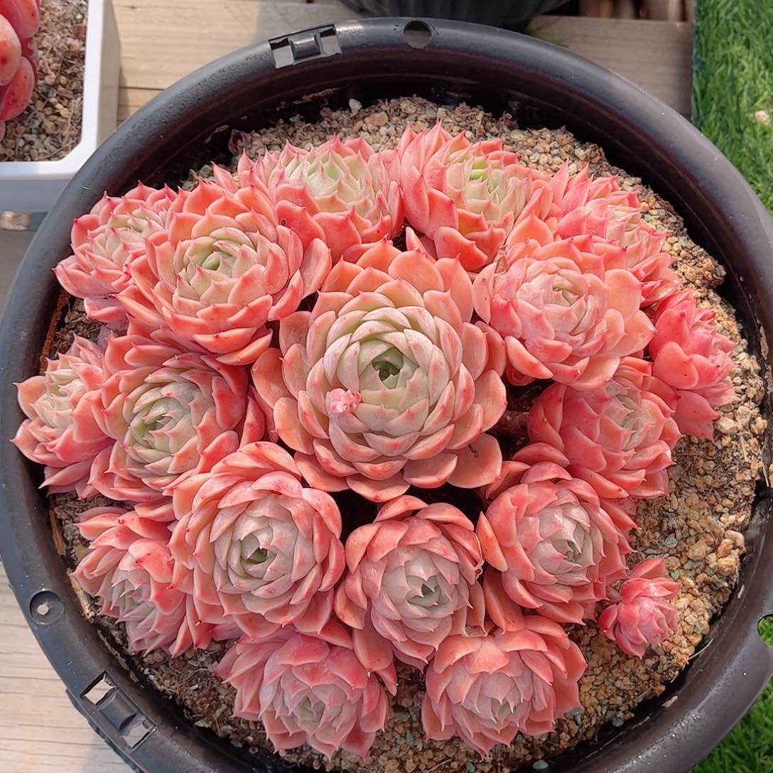 韩版昂斯洛精品多肉