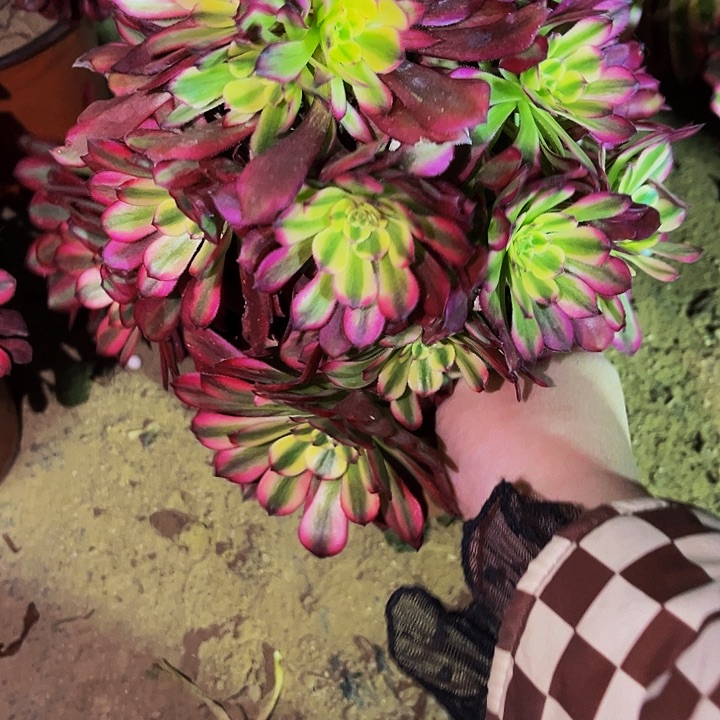 900月婵多肉植物不售后