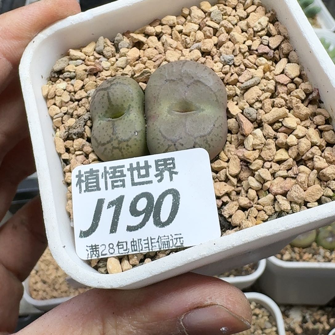 多肉植物的润泽gnm