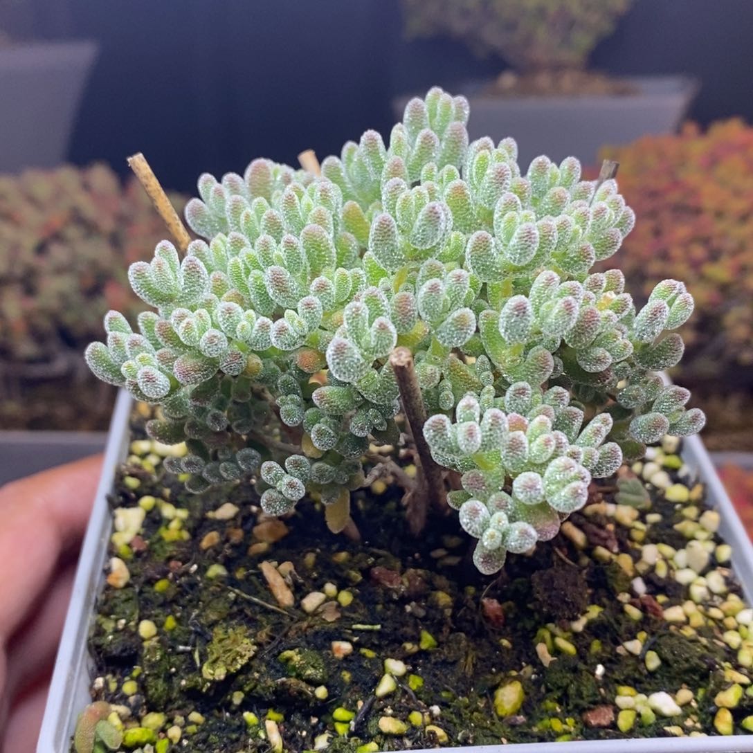 粉***咩无花朵17号实生冰晶（直杆）