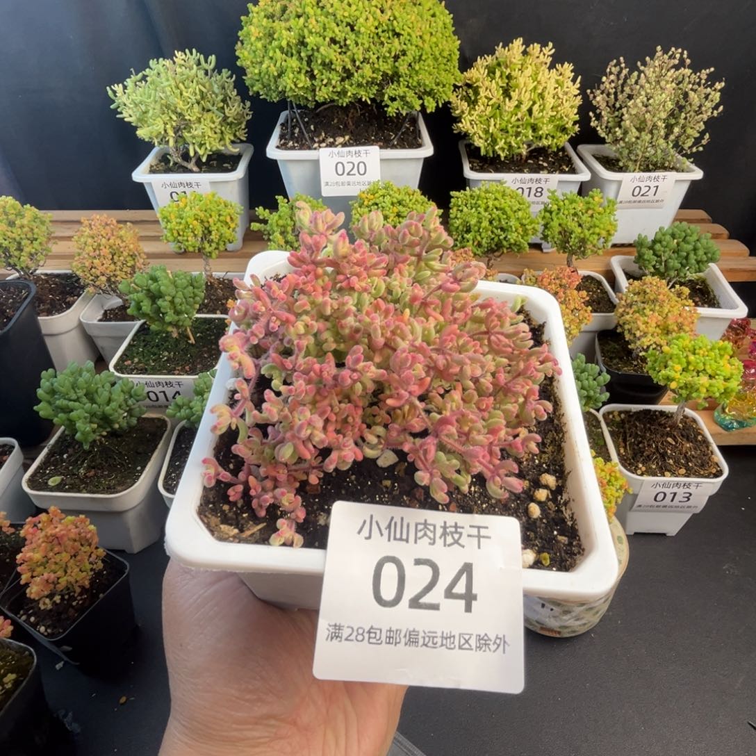 023枝干番杏红宝石锦