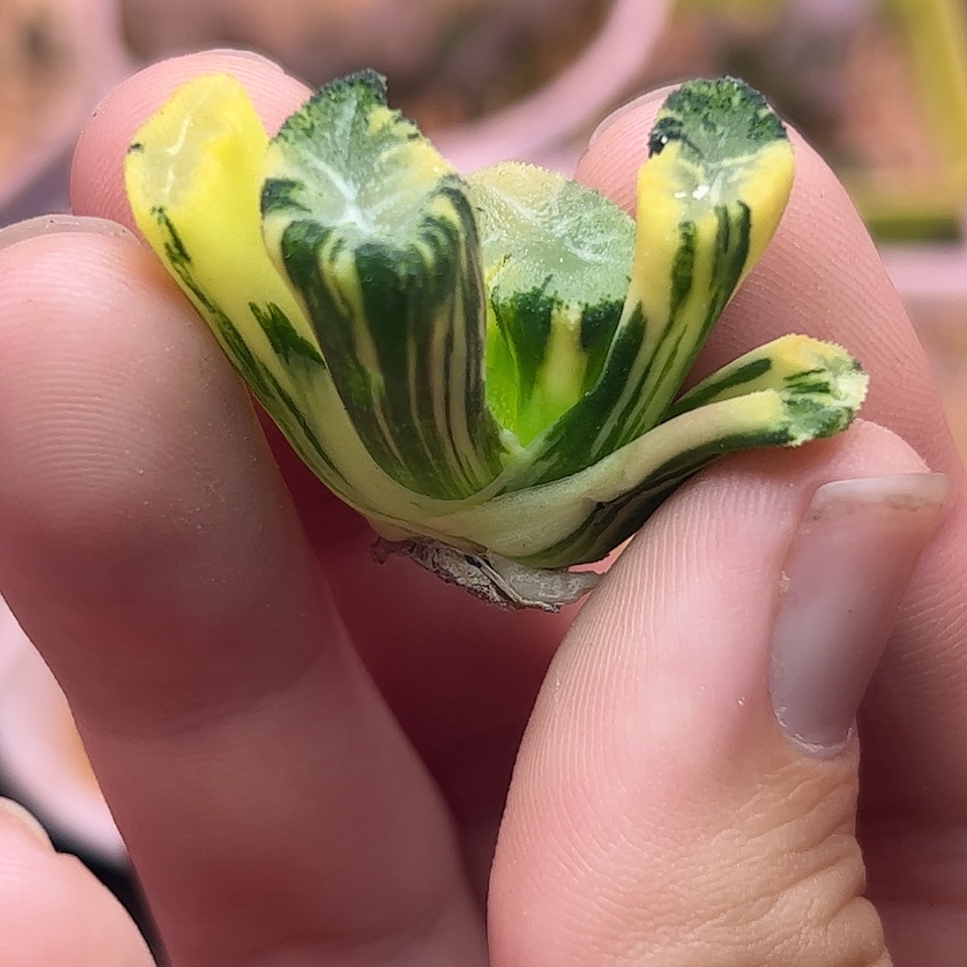 花玲锦十二卷828十二卷多肉