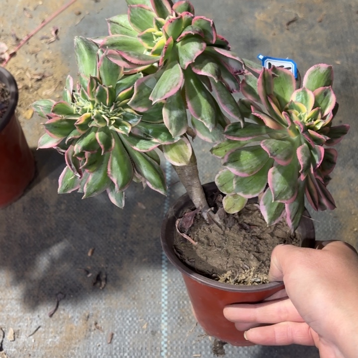 灿烂缀1155法师多肉