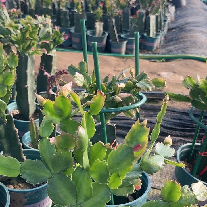 枫***顺13号038粉色0000000000