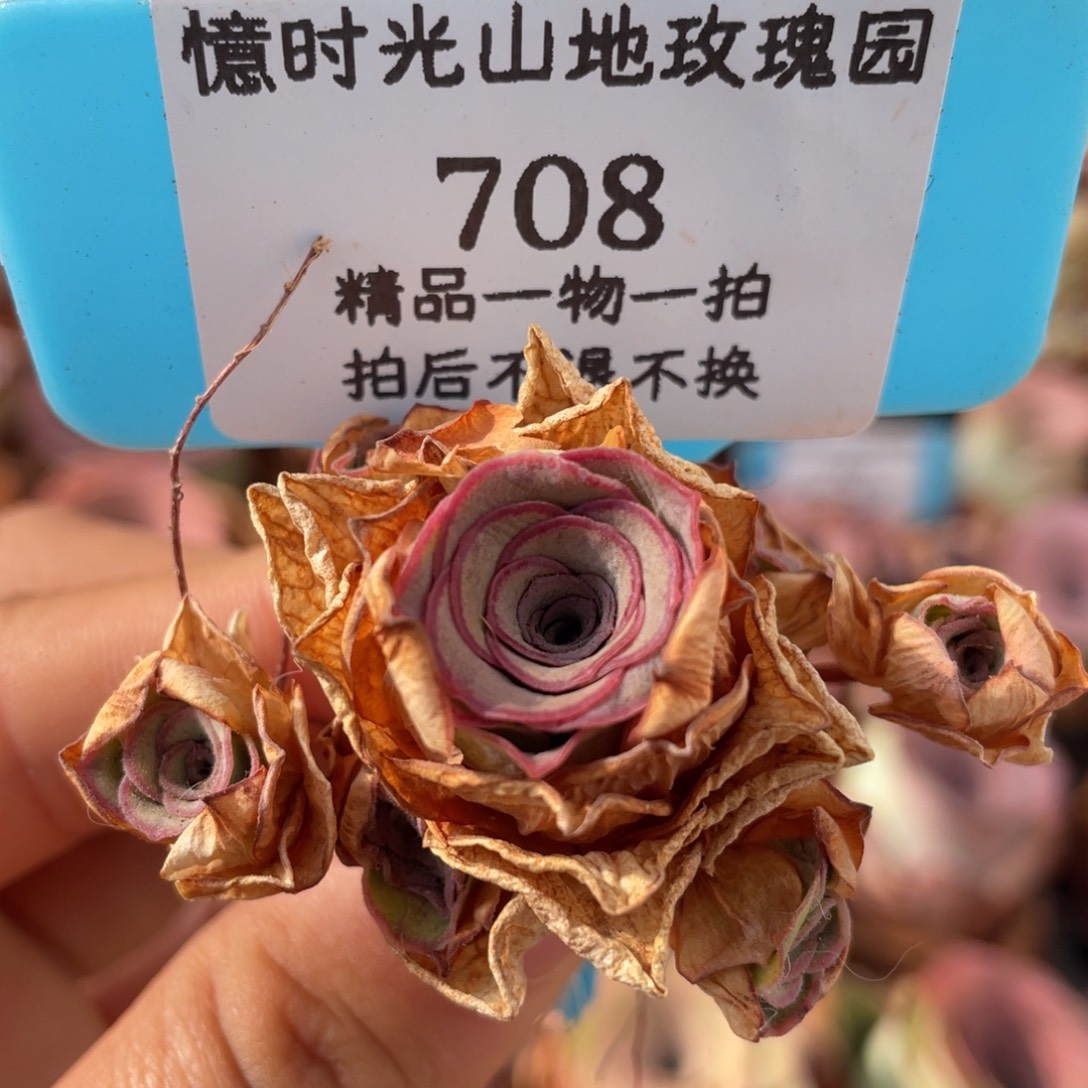 山地玫瑰708断枝不包损不售后