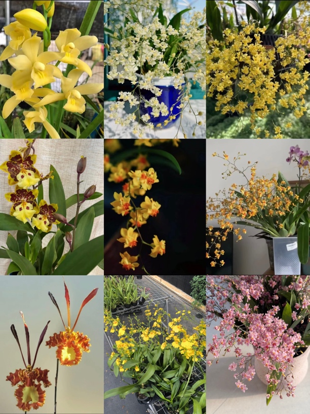 小聂家花花大链接 