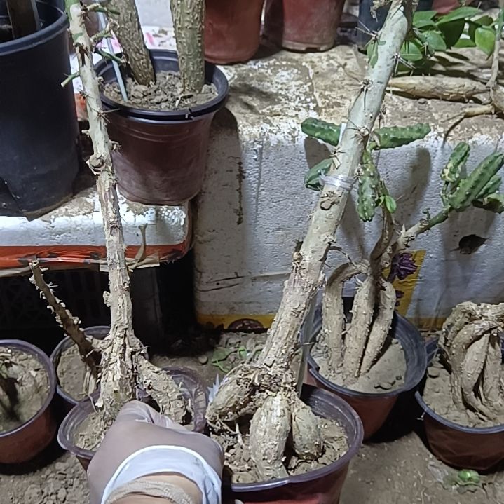 ****₄两颗月之桂高些干脱土发货