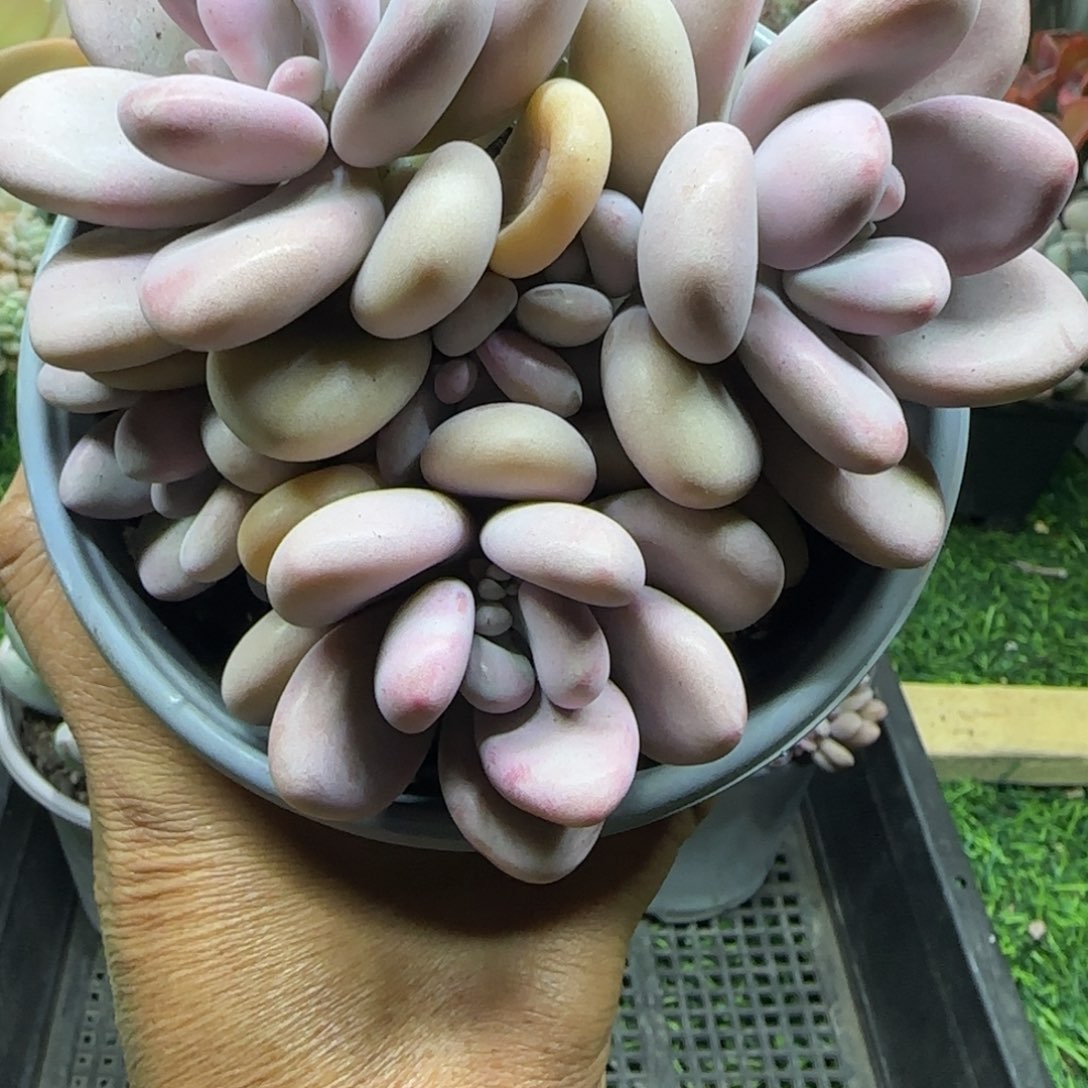 锦安精品多肉植物编号261