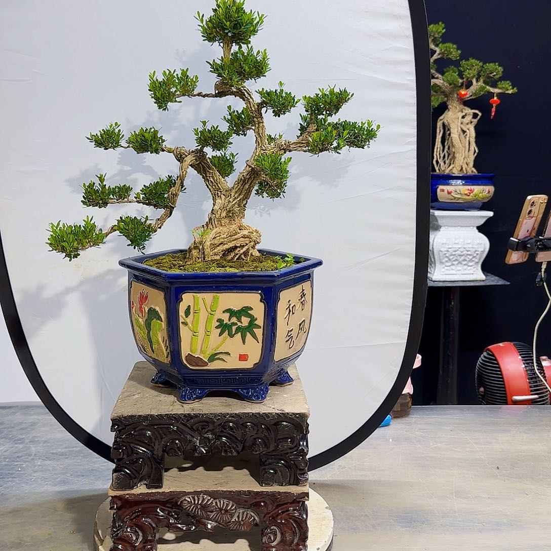 高端黄杨盆景艺术