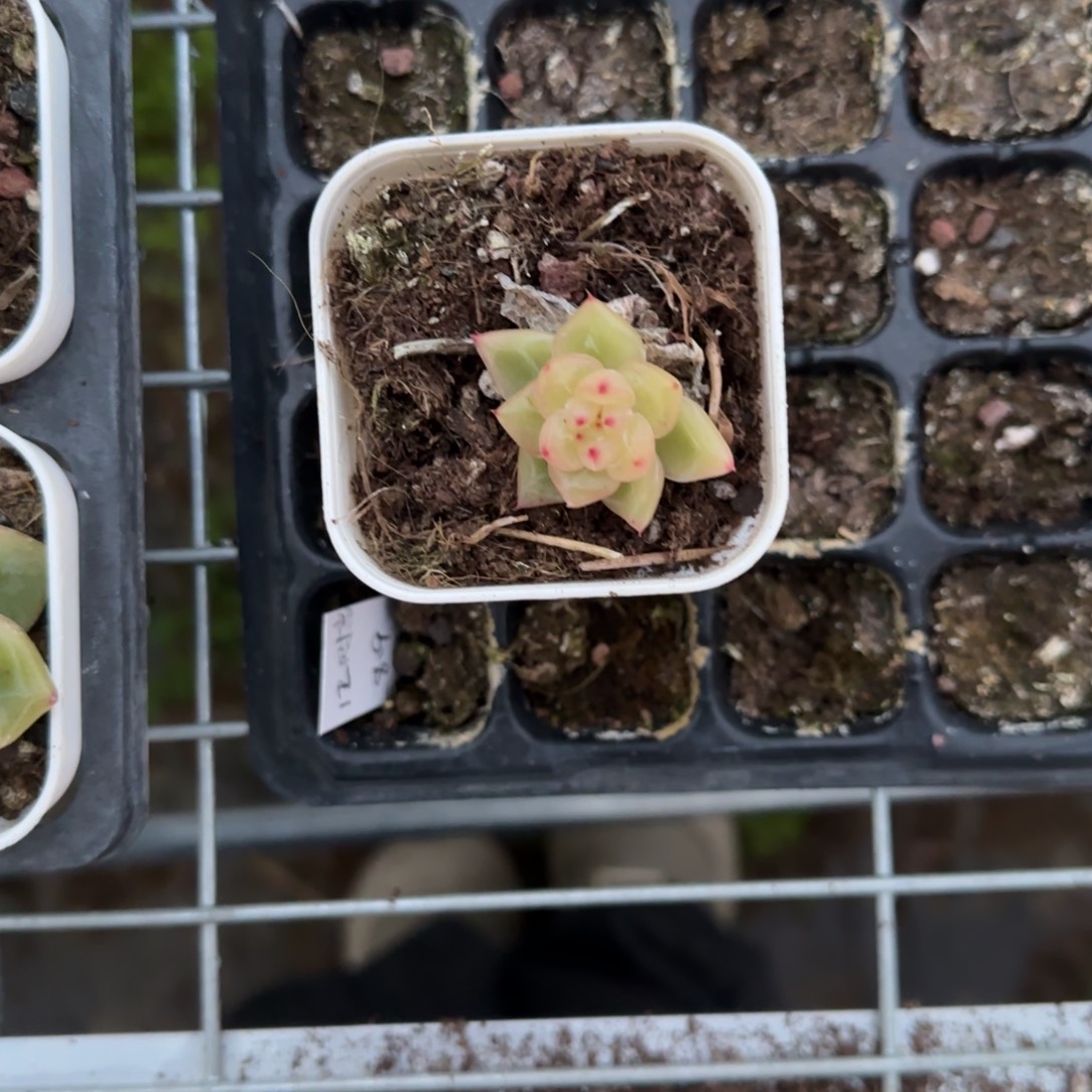 注***桑玉骨 盆1床一个满25包邮