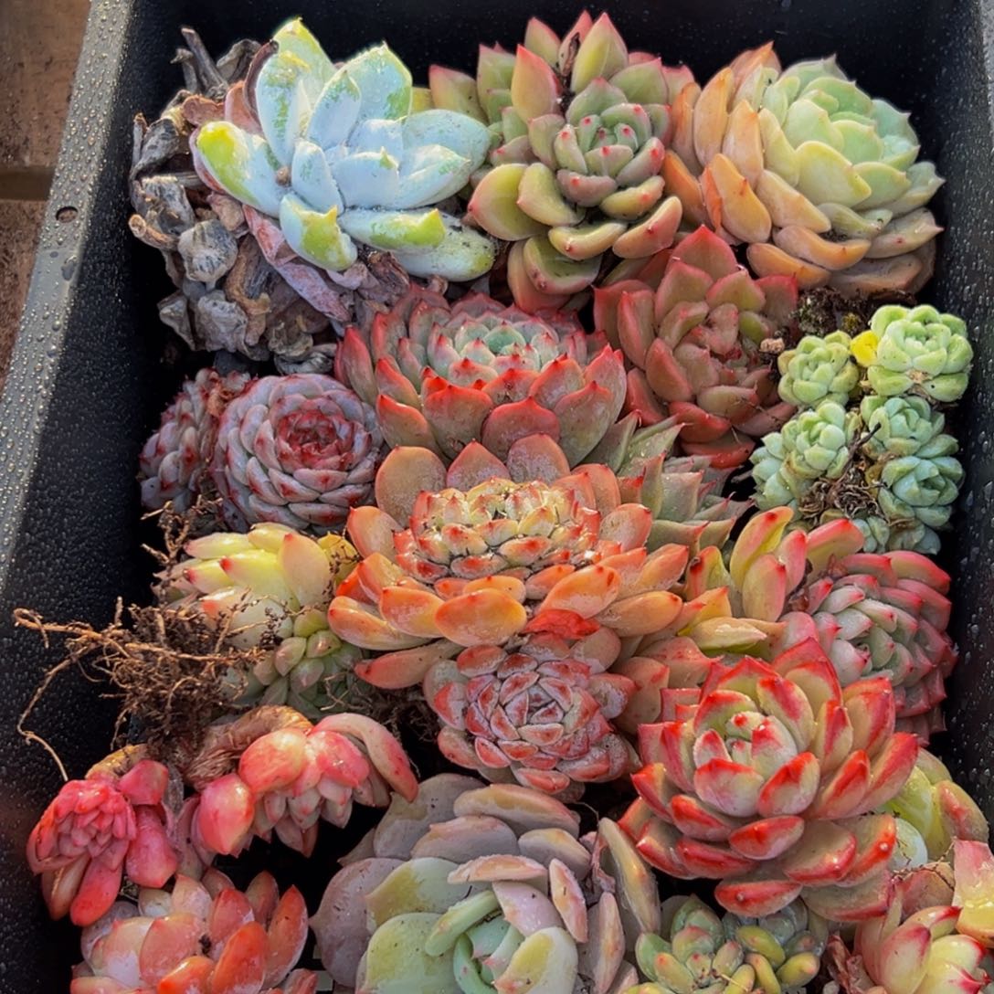 899发的大大方方反反复复