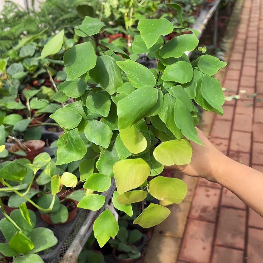 完全开放587 银币铁线蕨