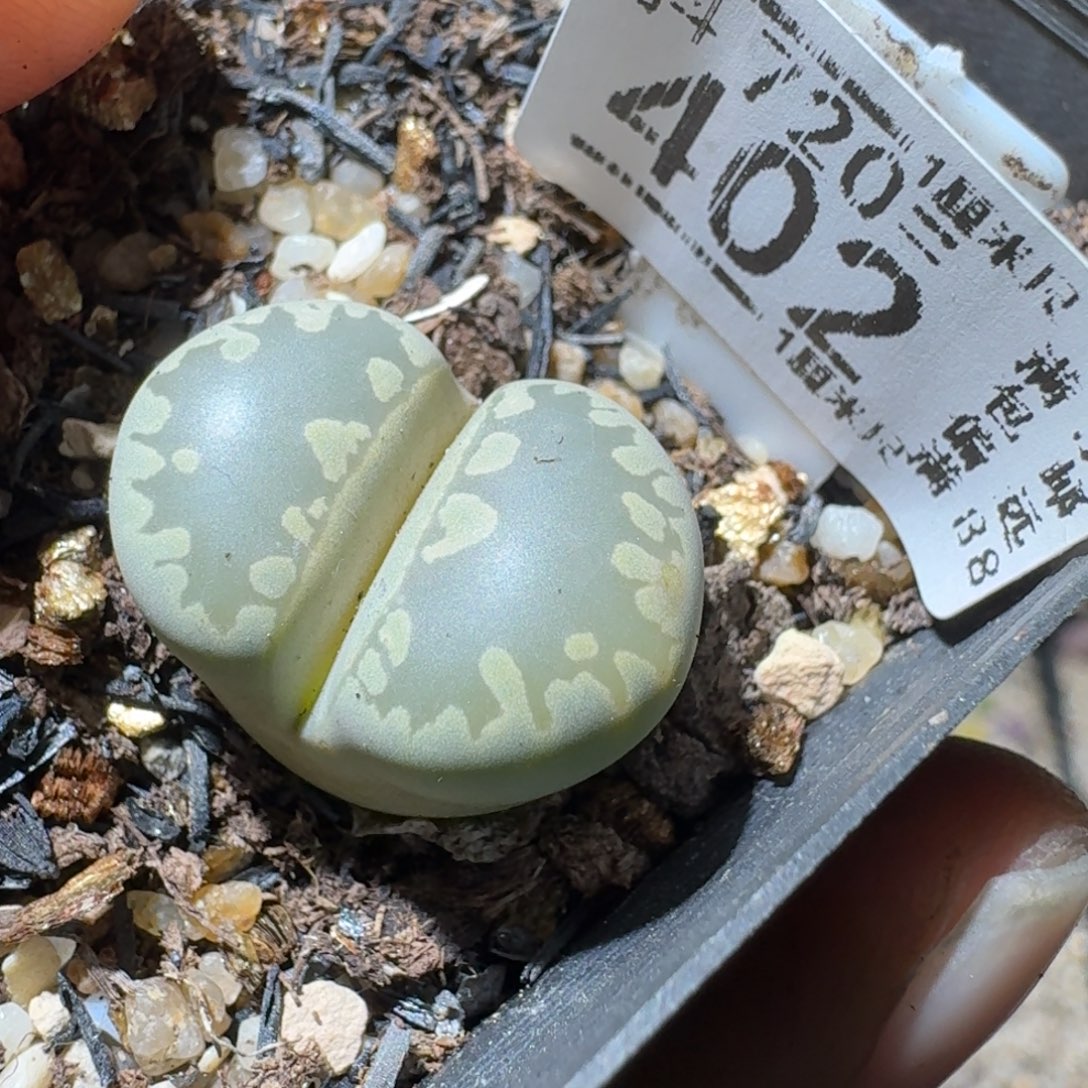 Sss精品清货了402