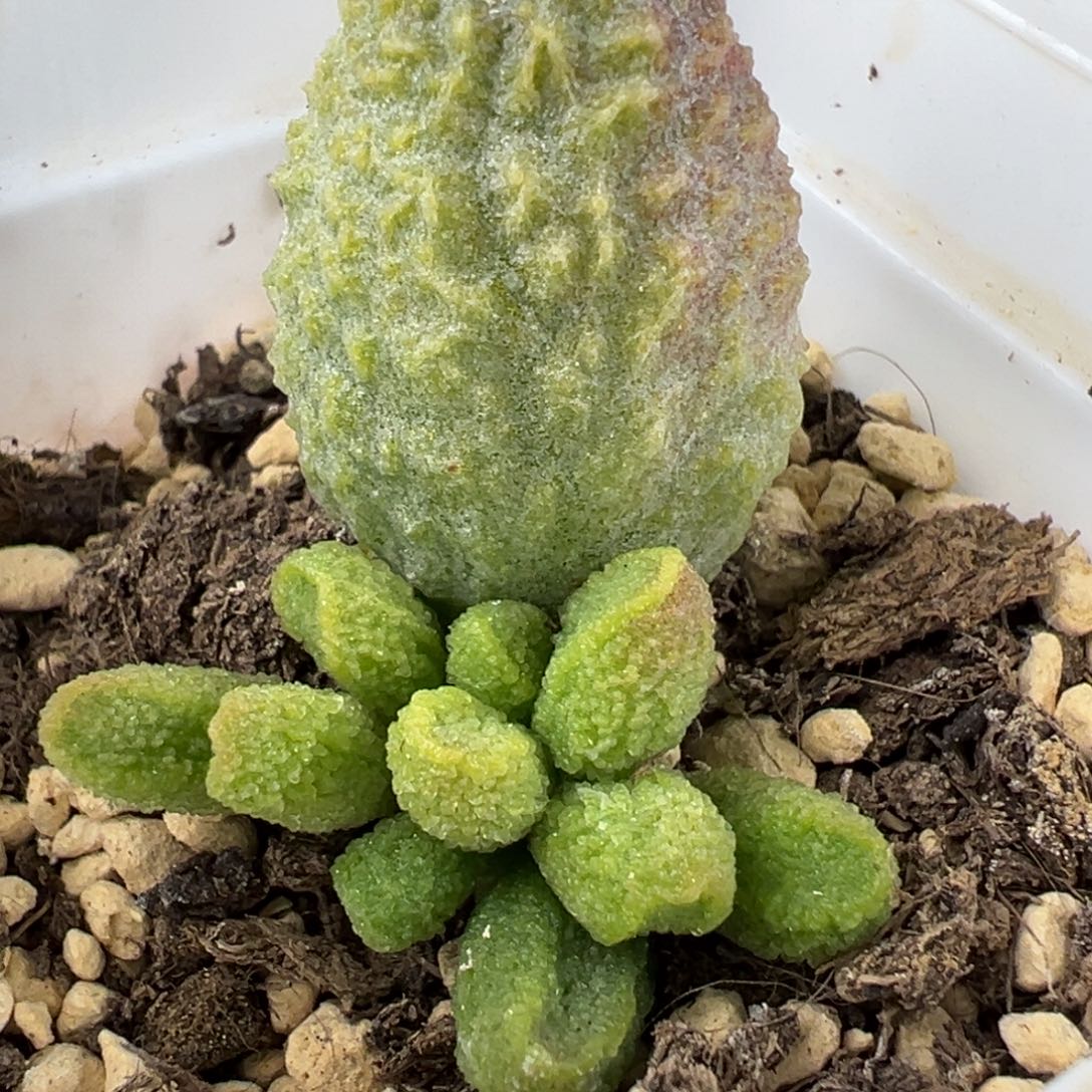 实生新品特价多肉植物