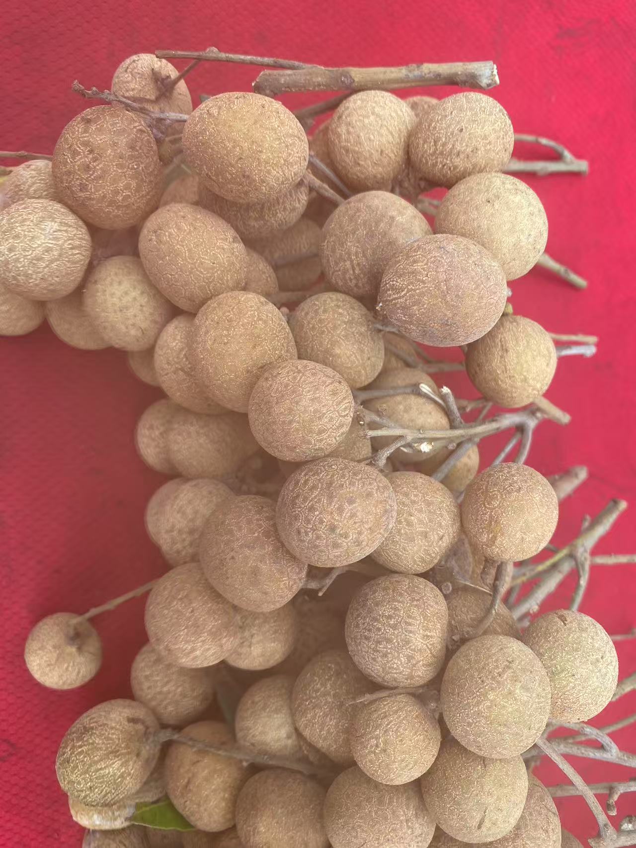 （顺丰空运包邮）广西平南储良龙眼新鲜采摘脆甜现摘现发