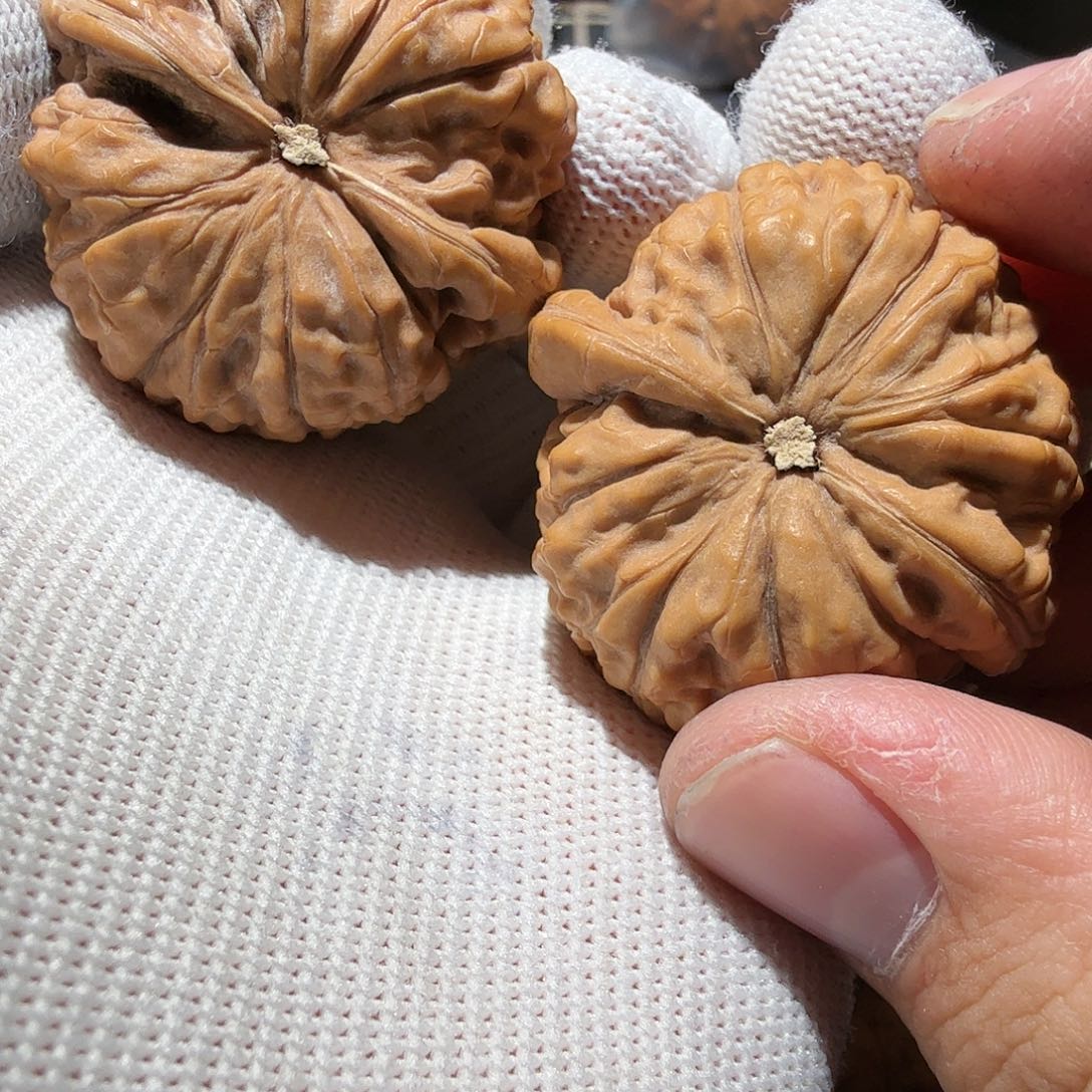 文玩核桃把件蚂蚁王